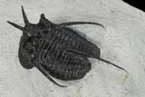Devil Horned Cyphaspis Walteri Trilobite #131325-5
